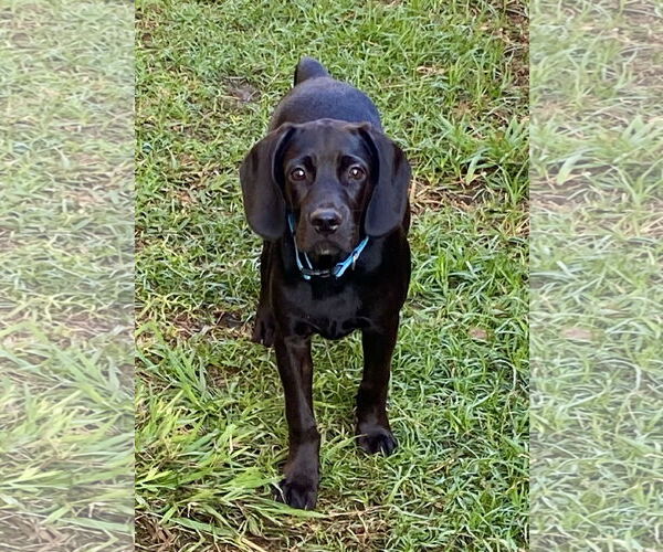 Medium Photo #6 Spanador Puppy For Sale in Fort Worth, TX, USA