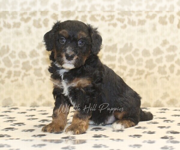 Medium Photo #1 Miniature Bernedoodle Puppy For Sale in DENVER, PA, USA