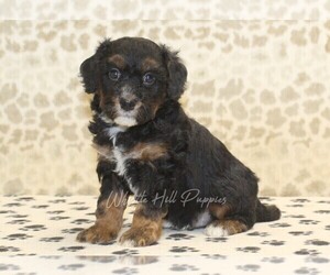 Miniature Bernedoodle Puppy for sale in DENVER, PA, USA