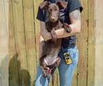 Small #3 Mutt