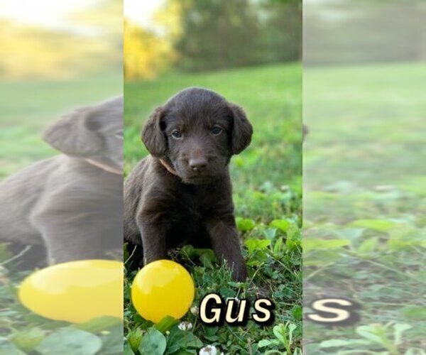 Medium Photo #4 Labradoodle Puppy For Sale in BRAZIL, IN, USA