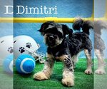 Small Photo #2 Havanese-Unknown Mix Puppy For Sale in Arcadia, FL, USA