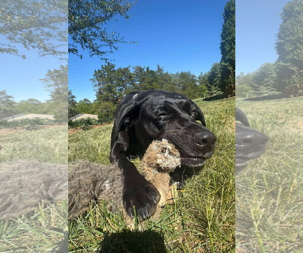 Medium Photo #17 Mutt Puppy For Sale in Rustburg, VA, USA