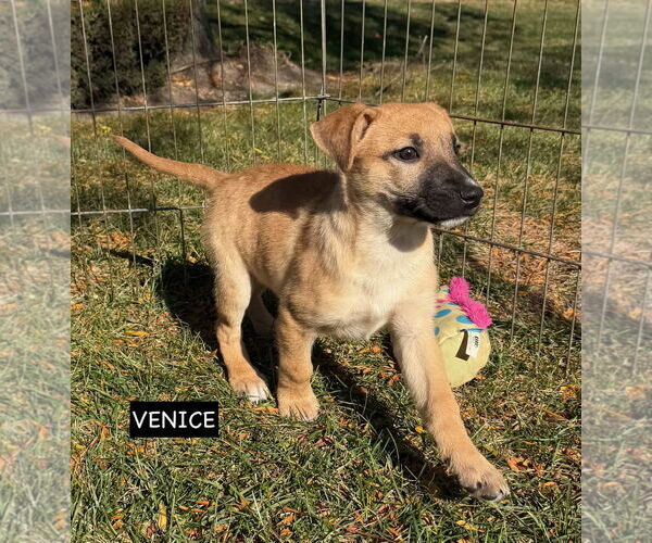 Medium Photo #6 German Shepherd Dog Puppy For Sale in GILBERTS, IL, USA