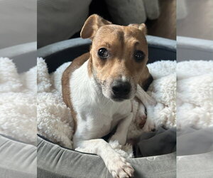 Lima Sussex - Male Jack Chi Dog for Adoption - Photo #6