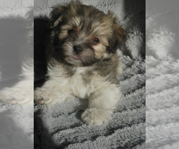 Medium Photo #1 Havanese Puppy For Sale in WILSON, NY, USA