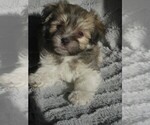 Small Havanese