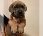 Small Photo #4 Cane Corso Puppy For Sale in ONTARIO, CA, USA