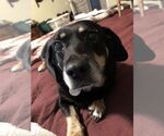 Small #2 Dachshund Mix