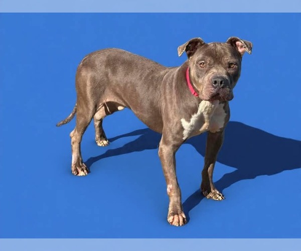 Medium Photo #3 Mutt Puppy For Sale in Rustburg, VA, USA