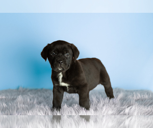 Cane Corso Puppy for sale in BOURBON, IN, USA