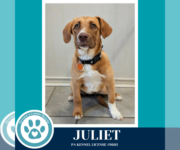 Medium Photo #2 Labrador Retriever-Unknown Mix Puppy For Sale in Kimberton, PA, USA