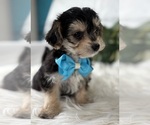 Small #9 Morkie