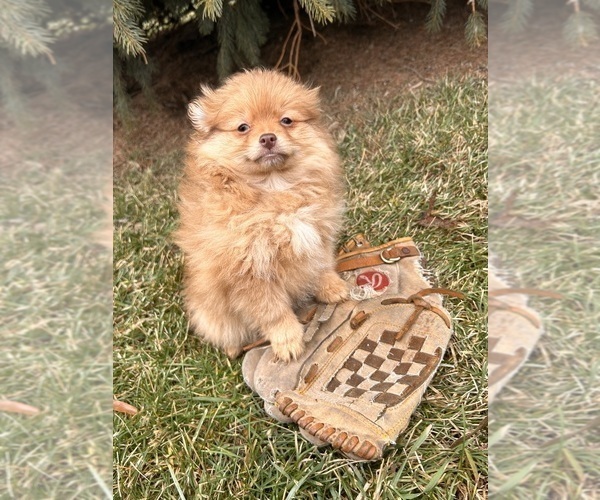 Medium Photo #1 Pomeranian Puppy For Sale in MIDDLEBURY, IN, USA