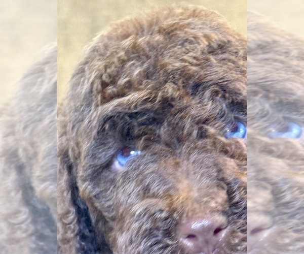 Medium Photo #6 Aussiedoodle Puppy For Sale in LAKELAND, FL, USA