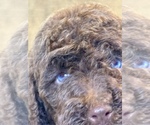 Small #5 Aussiedoodle