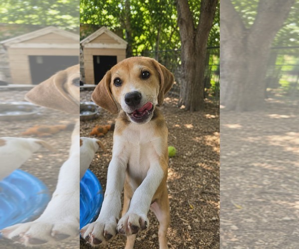 Medium Photo #1 Labbe Puppy For Sale in Oakhurst, NJ, USA