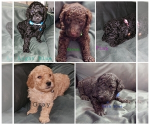 Goldendoodle Puppy for sale in FRIENDSHIP, TN, USA