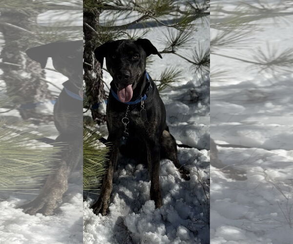 Medium Photo #5 Labrador Retriever-Unknown Mix Puppy For Sale in Woodland Hills, CA, USA