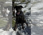 Small #4 Labrador Retriever Mix