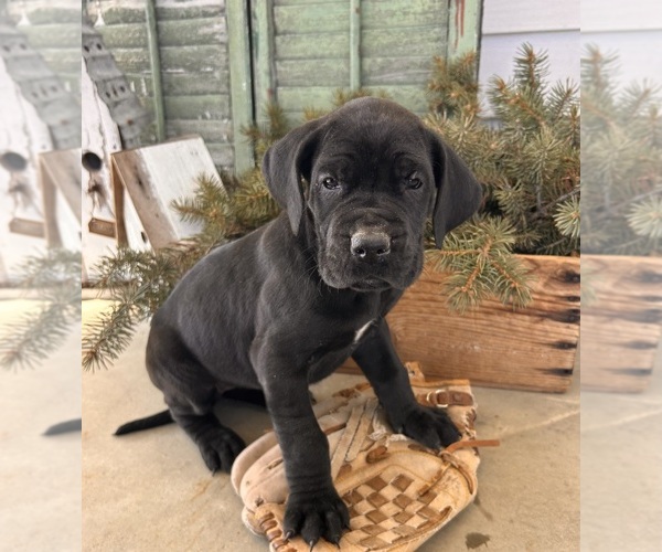 Medium Photo #2 Great Dane Puppy For Sale in MIDDLEBURY, IN, USA