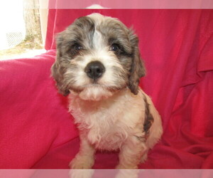 Cavapoo Puppy for sale in BATTLE CREEK, MI, USA
