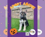 Small #1 German Shepherd Dog