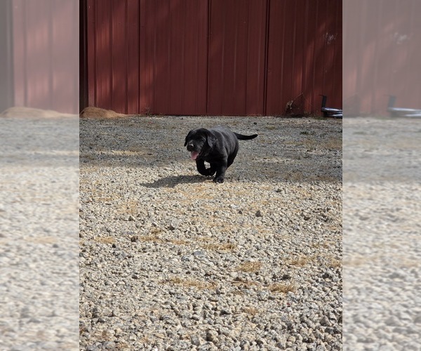 Medium Photo #1 Labrador Retriever Puppy For Sale in NEWNAN, GA, USA