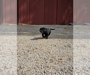 Medium Labrador Retriever