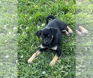 Carlin Pinscher Puppy for Sale in COBB, Wisconsin USA