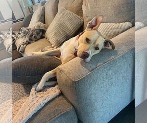 Medium American Pit Bull Terrier Mix