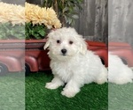 Image preview for Ad Listing. Nickname: Ashton