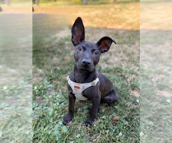 Medium Photo #5 American Pit Bull Terrier-Labrador Retriever Mix Puppy For Sale in Shermans Dale, PA, USA