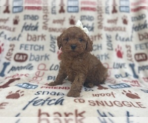 Cavapoo Puppy for sale in LAKELAND, FL, USA