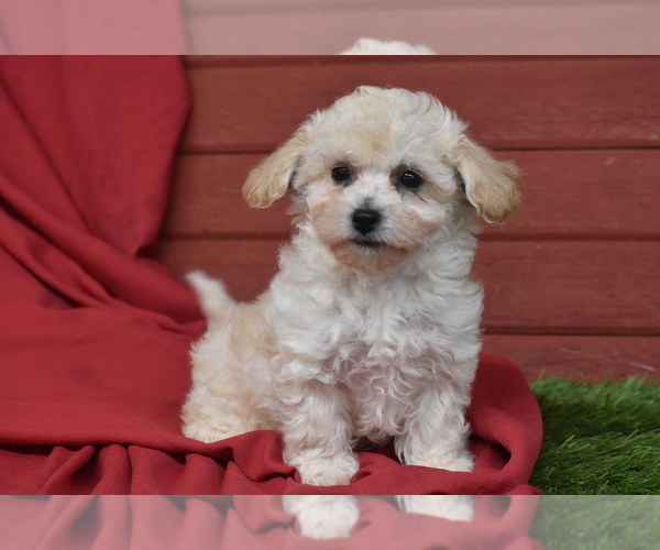 Medium Photo #1 Bichpoo Puppy For Sale in ELDORADO, OH, USA