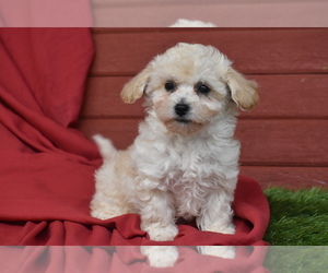 Bichpoo Puppy for sale in ELDORADO, OH, USA