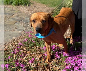Labrador Retriever-Unknown Mix Dogs for adoption in Warrenton, VA, USA