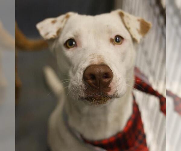 Medium Photo #1 Mutt Puppy For Sale in San Antonio, TX, USA