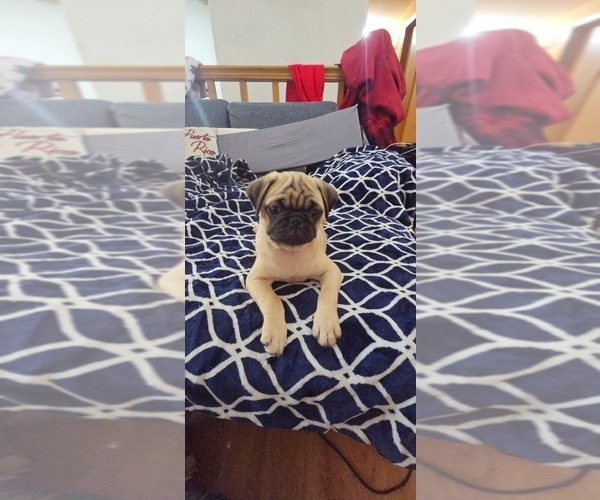 Medium Photo #2 Pug Puppy For Sale in NEW IPSWICH, NH, USA