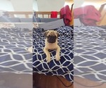 Small #1 Pug