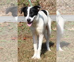 Small #1 Border Collie Mix