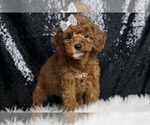 Puppy AKC Firecracker Poodle (Miniature)