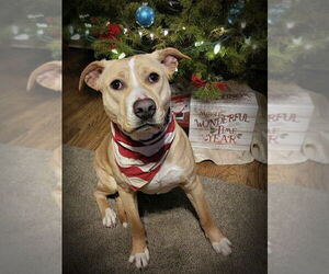 Layla Momma Dessin - Female Labrador Retriever-Unknown Mix Dog for Adoption - Photo #7