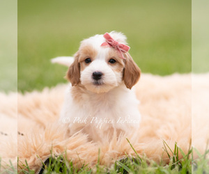 Medium Goldendoodle (Miniature)