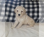 Small Goldendoodle