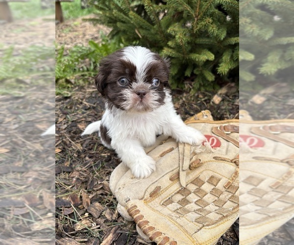 Medium Photo #2 Shih Tzu Puppy For Sale in MIDDLEBURY, IN, USA