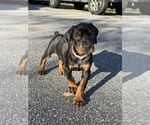 Small Doberman Pinscher