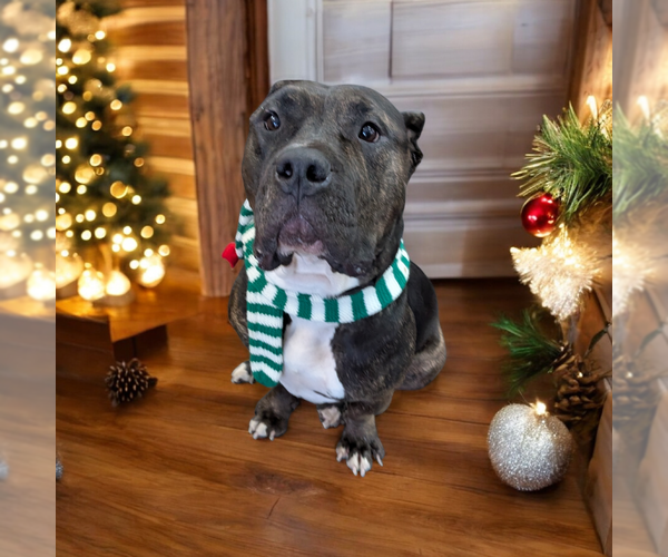 Medium Photo #4 American Pit Bull Terrier Puppy For Sale in Vail, AZ, USA