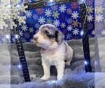 Small Photo #29 Bernedoodle Puppy For Sale in CLEVELAND, TN, USA