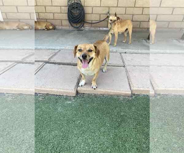 Medium Photo #4 Chihuahua-Unknown Mix Puppy For Sale in La Verne, CA, USA